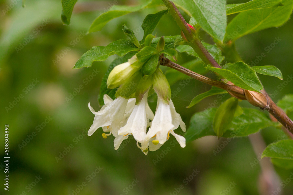 Obraz premium Flowers and leaves of honeysuckle in the mountains of the Trans-Ili Alatau