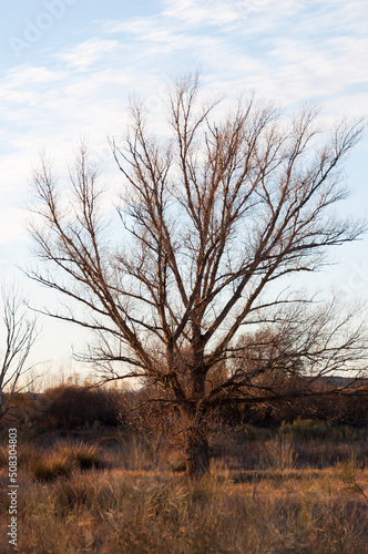 Tree without leaves in the countryside near Madrid