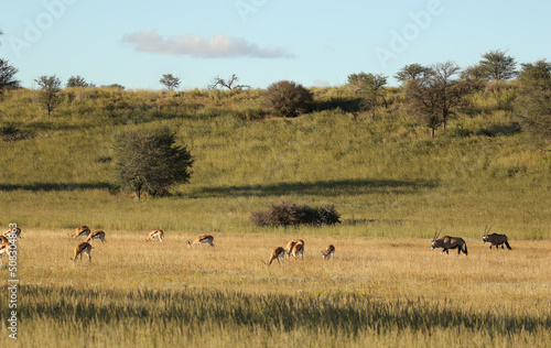 Gemsbok and Springbok in the Kgalagadi
