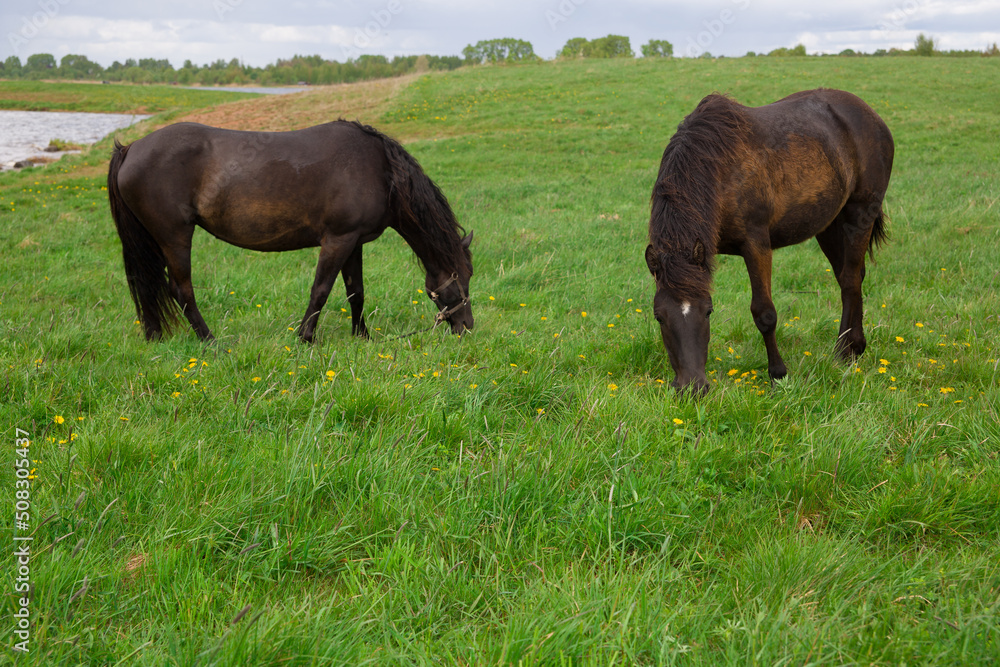 Horses graze on a green meadow. Horses graze on a green meadow.