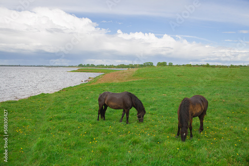 Horses graze on a green meadow near the lake.