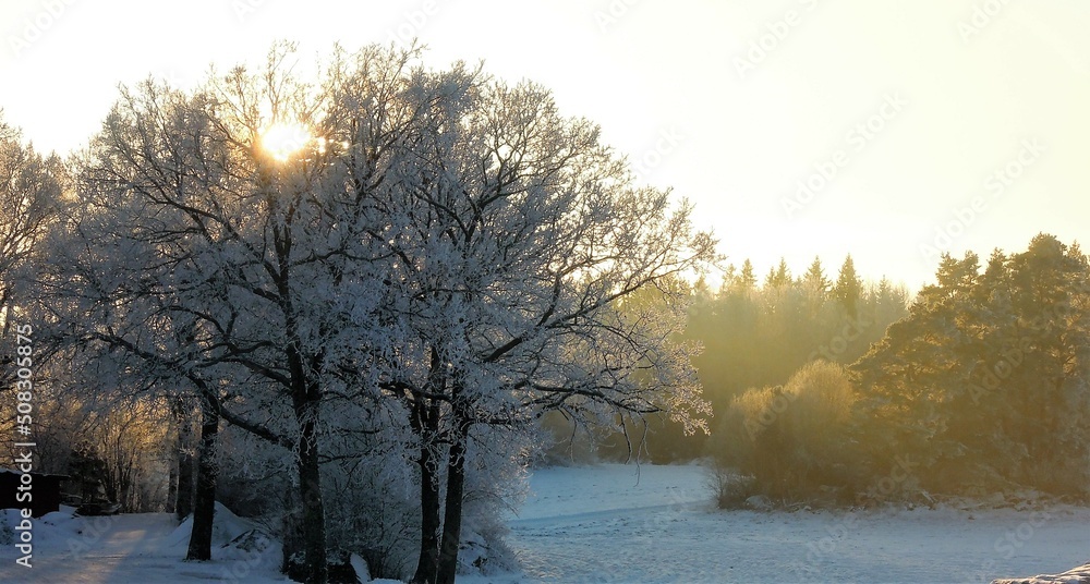 Naklejka premium Trees covered in frost in winter sun