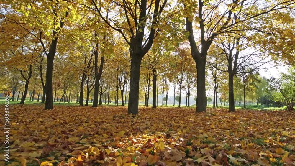 Video with autumn park. Sun shining through golden maple trees Video with autumn park. Sun shining through golden maple trees