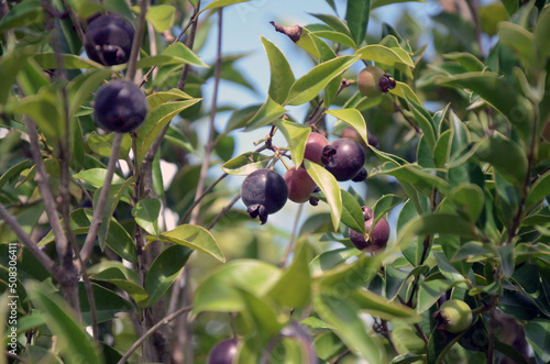 Native fruit of Uruguay - Guaviyu