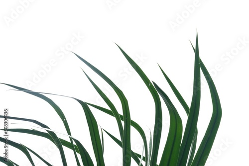 In selective focus Tropical tree with leaves on white isolated background for green foliage backdrop