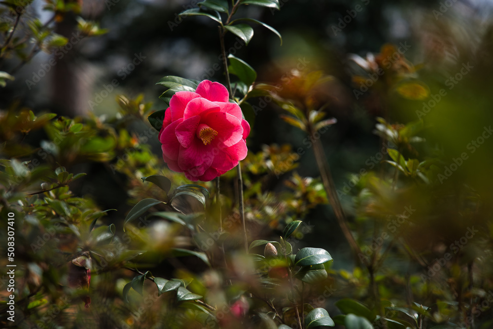 Obraz premium Pink Camellia sasanqua flower and green leaves.