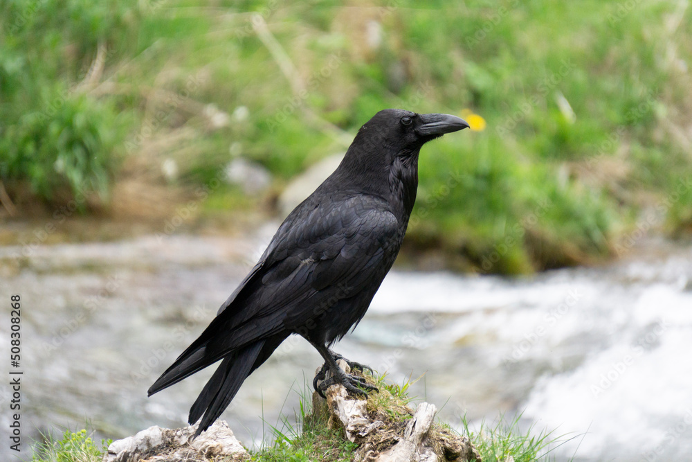 Fototapeta premium Raven (Corvus corax) in the Tatra Mountains.