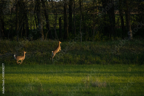 Fototapeta Naklejka Na Ścianę i Meble -  deer in the woods