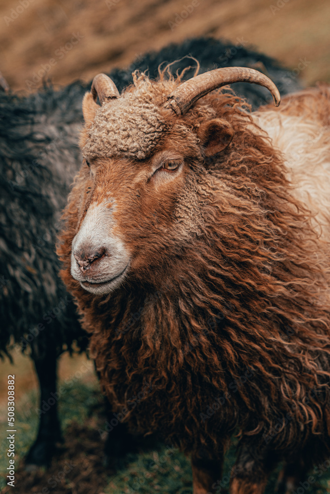 Brown sheep in the woods Brown sheep in the woods
