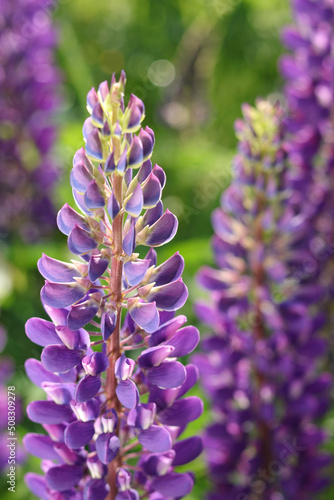 Flowers of Lupines in full bloom. Bunch of lupines .Blooming macro Lupine flower. Fabaceae. Spring and summer flower. Garden decoration. Background from violet flowers lupine. 