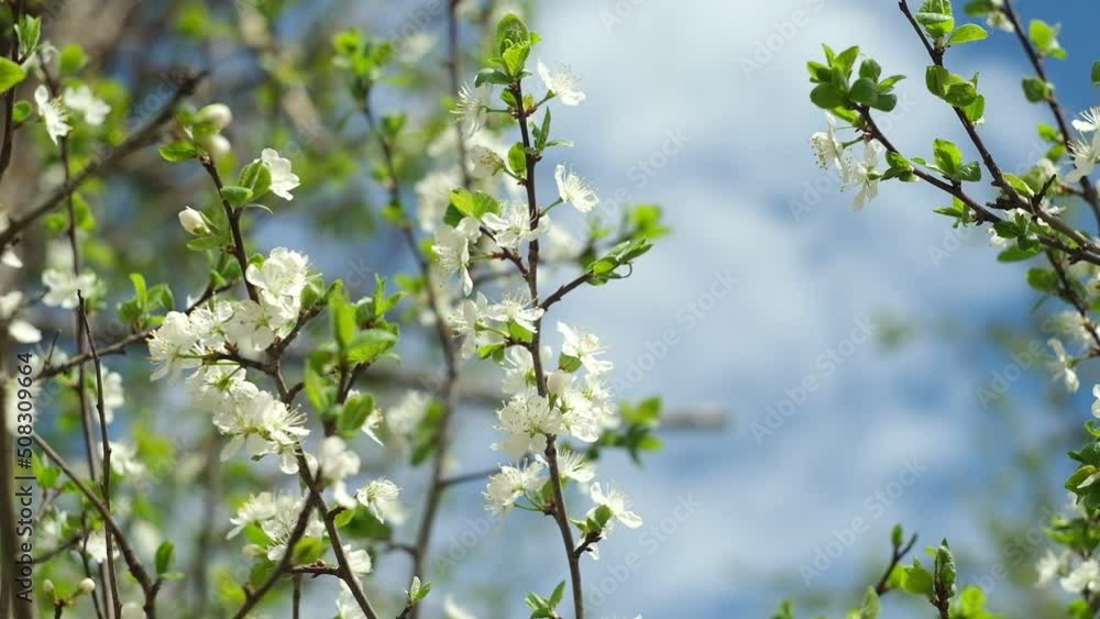 Close up of spring blossom flower on leaves bokeh background. Macro cherry blossom tree branch. Plum blossoming flower. Blurred backdrop. Tranquil spring nature. Garden. Idyllic nature. Close up of spring blossom flower on leaves bokeh background. Macro cherry blossom tree branch. Plum blossoming flower. Blurred backdrop. Tranquil spring nature. Garden. Idyllic nature.