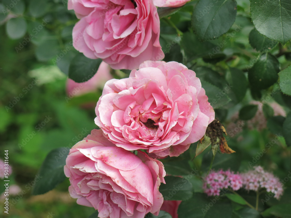 delicate pink roses bloom on the bush in summer delicate pink roses bloom on the bush in summer