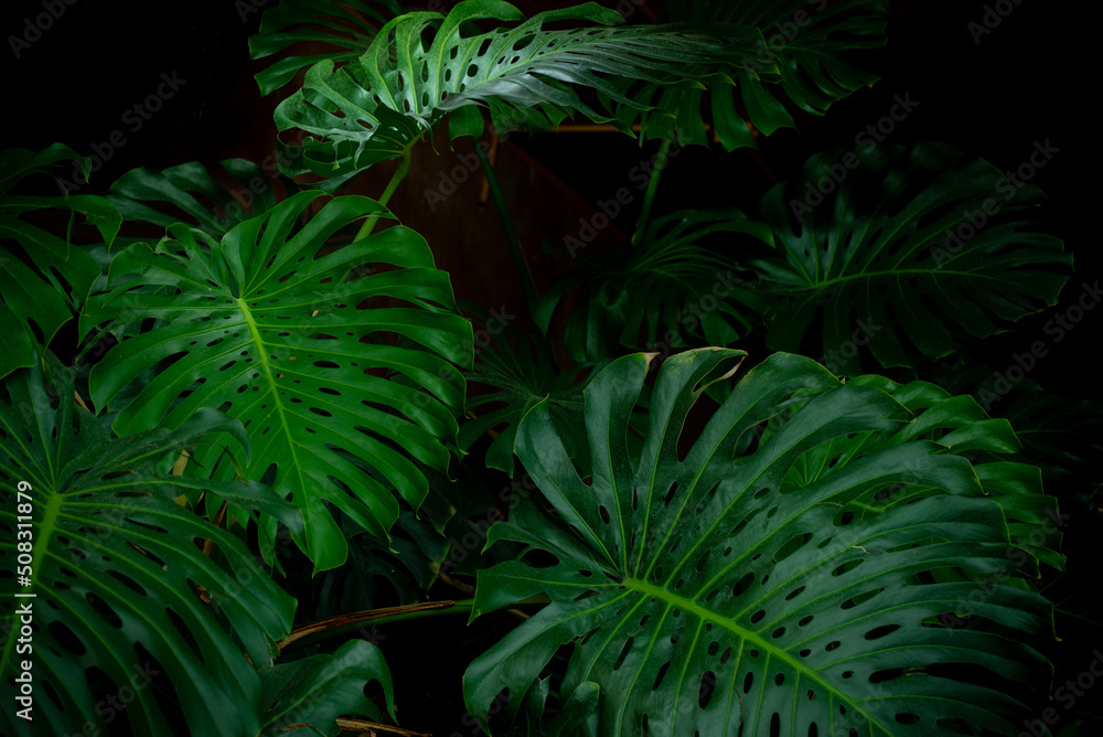 Fototapeta premium Huge Gorgeous Leaves of Monstera Plant. Tropical rainforest background.
