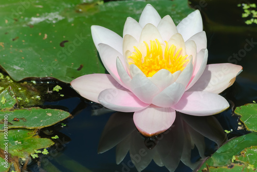 White water lily with green leaves