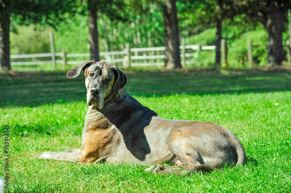 Great Dane adult dog resting on green summer grass