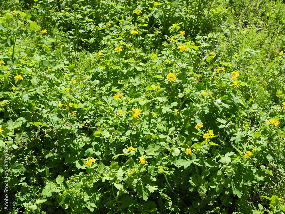Celandine plant in nature in spring