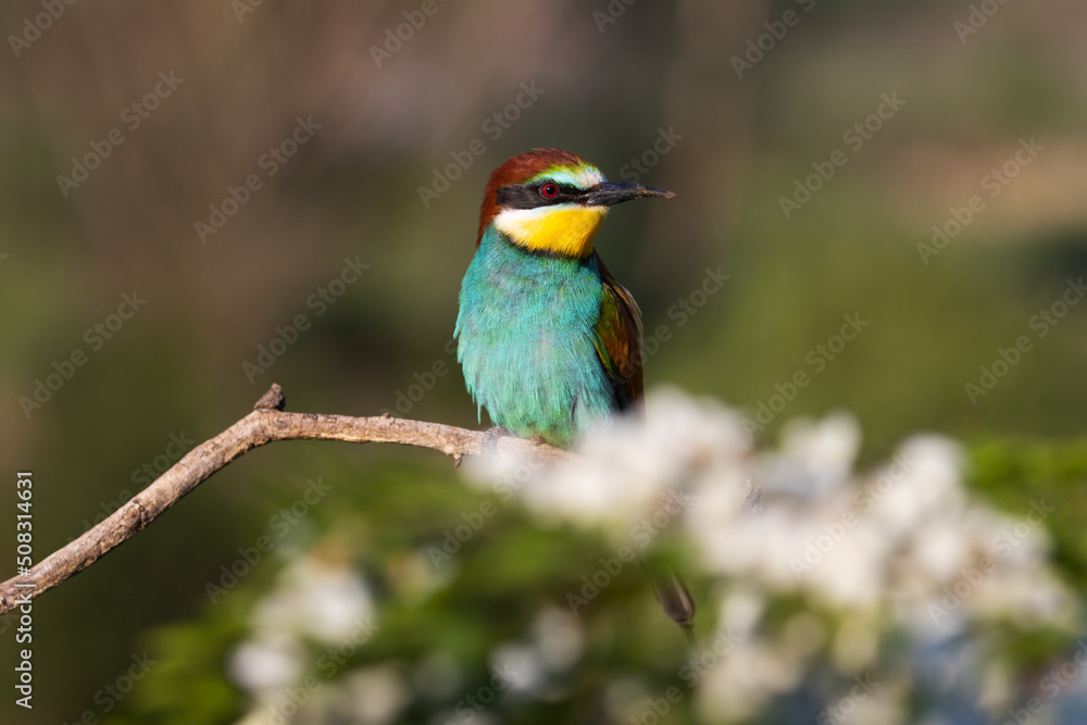 beautiful bird of paradise sits on a flowering branch beautiful bird of paradise sits on a flowering branch
