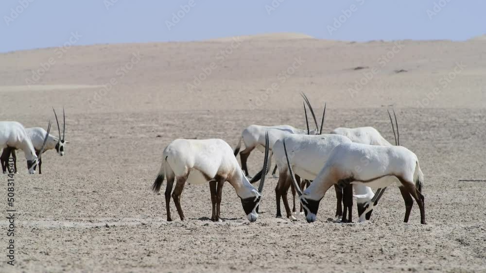 Herd of Arabian Oryx eating in the Desert, Middle East, Arabian Peninsula Herd of Arabian Oryx eating in the Desert, Middle East, Arabian Peninsula