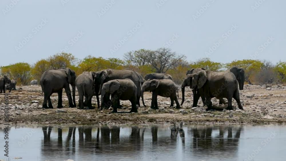 Herd of elephants standing next to the pond to drink water and wash themselves. Wild safari in Africa. Safari ride. A Game drive. Wildlife watching in the comfort 4WD open safari vehicle. Herd of elephants standing next to the pond to drink water and wash themselves. Wild safari in Africa. Safari ride. A Game drive. Wildlife watching in the comfort 4WD open safari vehicle.