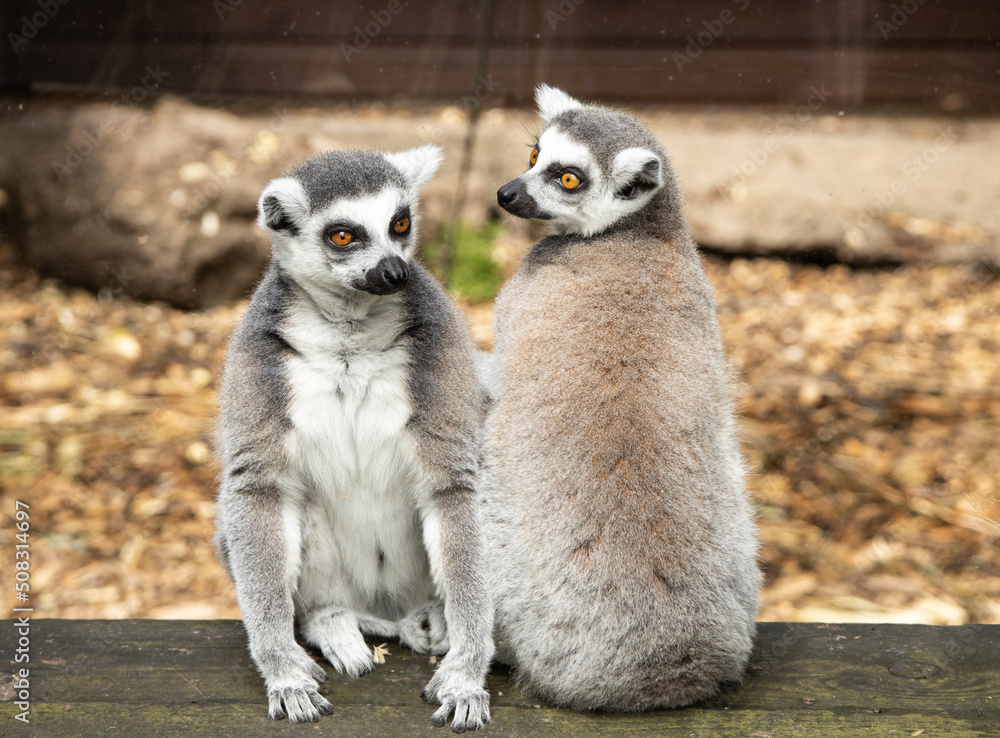 Fototapeta premium ring lemur