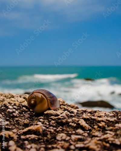 seashell on the beach