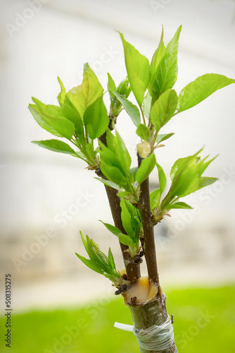 Successful grafting into a split on a plum tree.  Cuttings took root