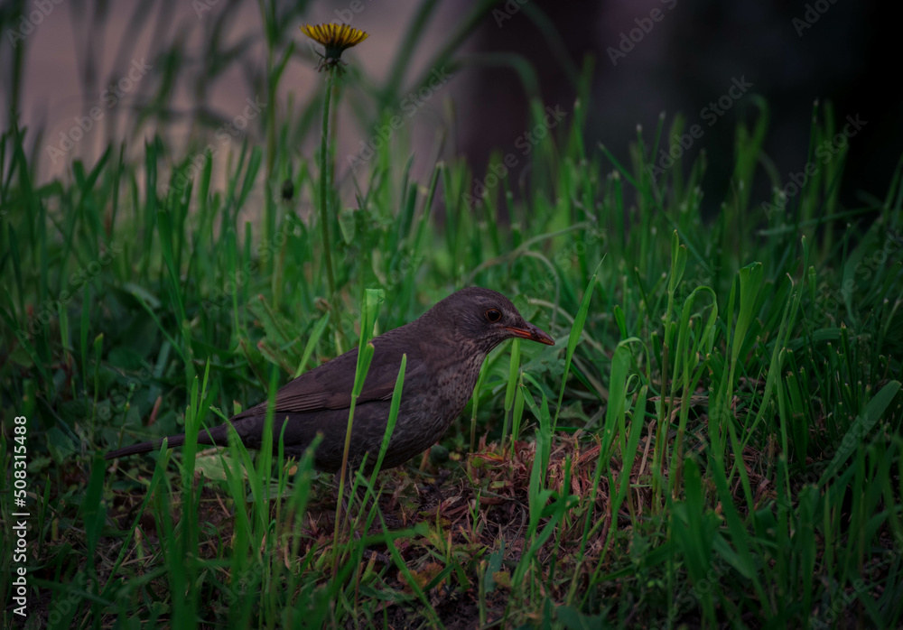 bird on the ground bird on the ground