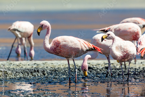 Flamingos on the Colorado Lagoon in the southern Altiplano, Bolivia.