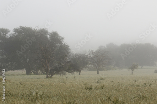 Kgalagadi in the mist