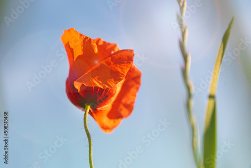 Blooming red poppy background the blue sky.