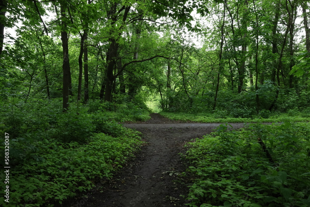 Fototapeta premium Road in the rainy summer forest