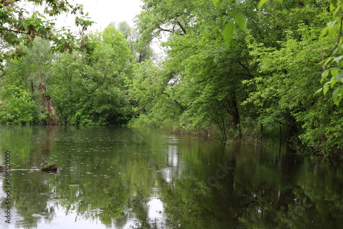 Flooded forest  summer sunny day