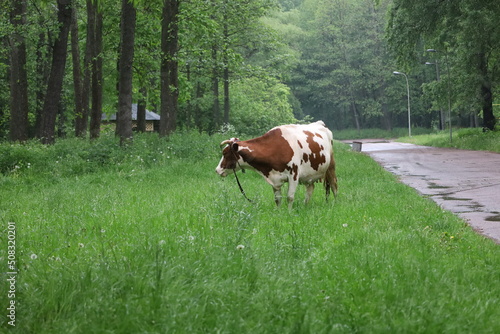 Cow in the woods  © human_antithesis