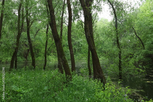 Flooded forest  summer sunny day