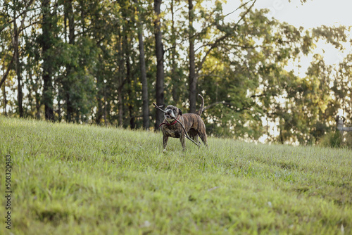 American Bulldog playing fetch with large stick