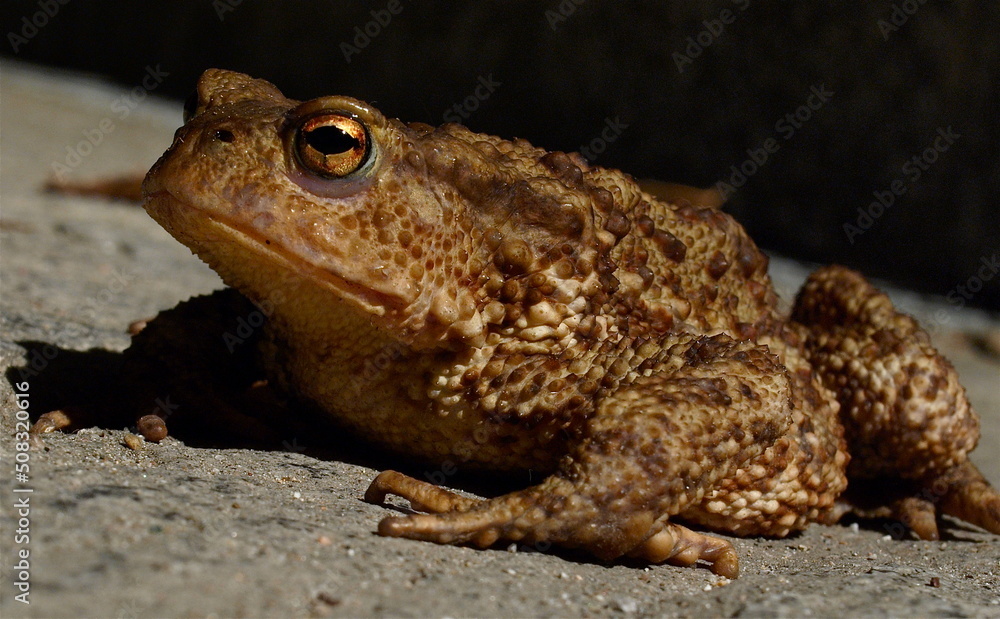 Obraz premium OLYMPUS DIGITAL CAMERA