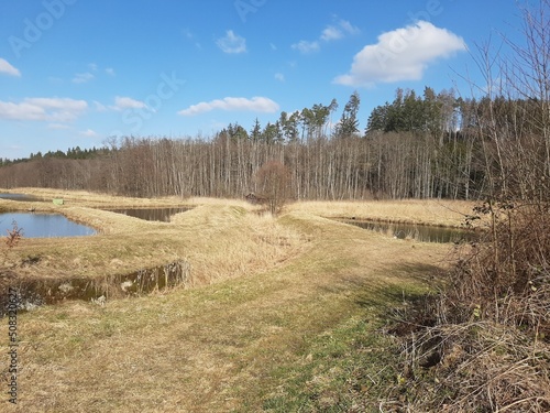 landscape with trees