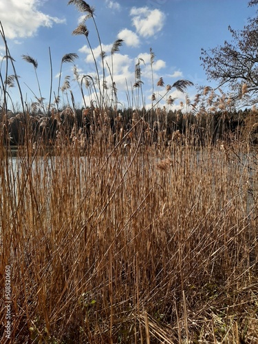 reed in the wind