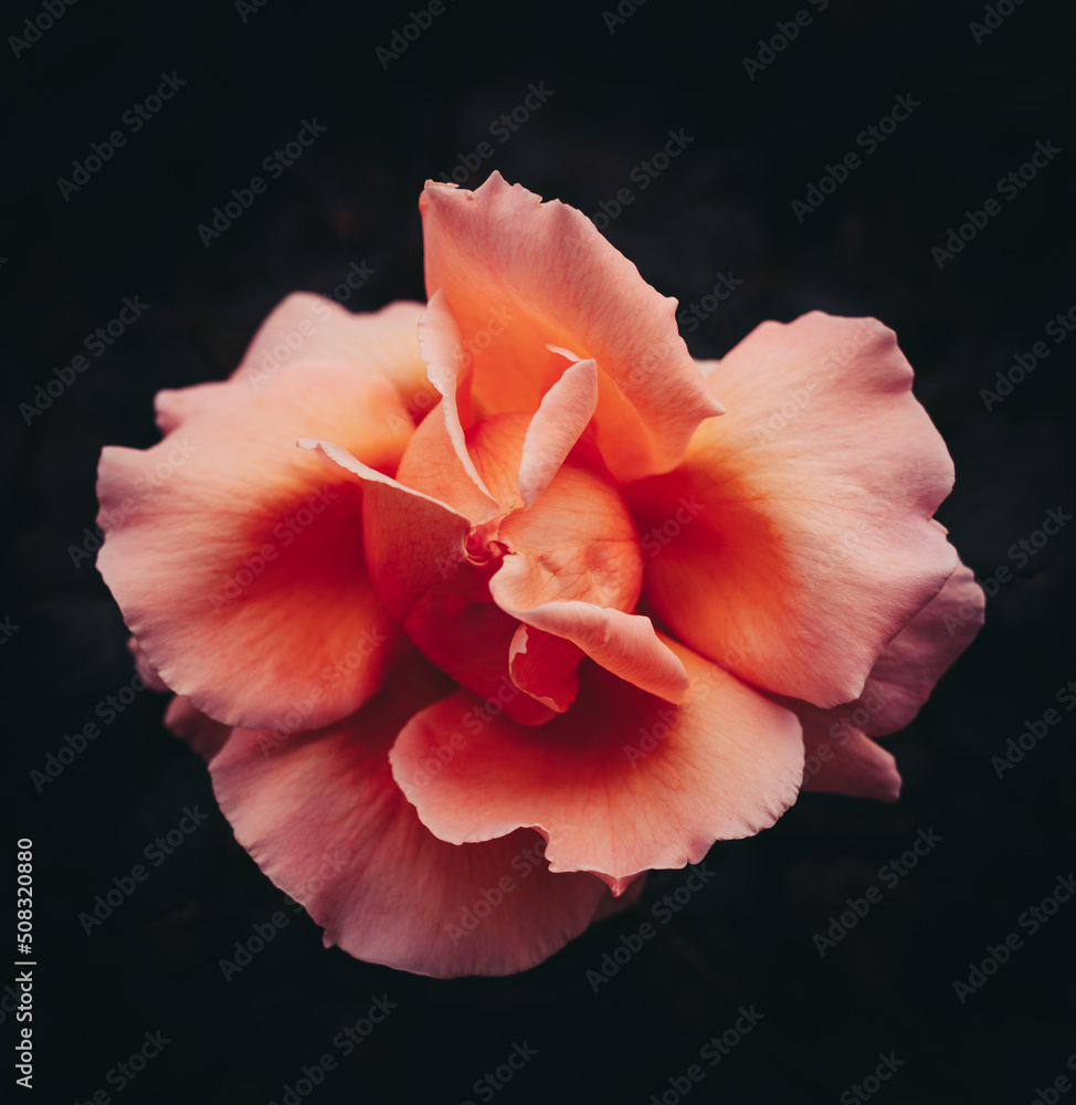 isolated rose on a black background 