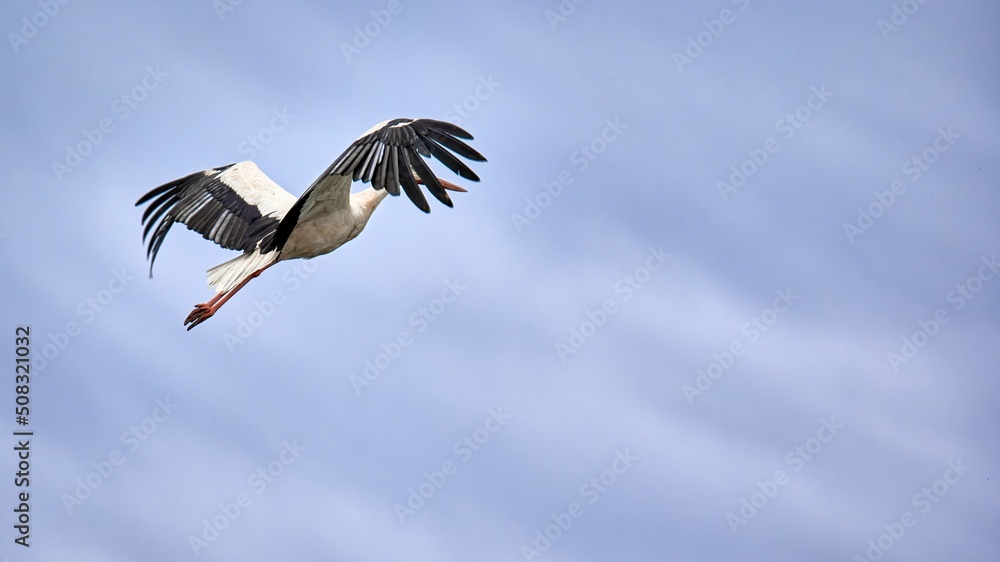 Obraz premium White Stork (Ciconia ciconia) flapping its wings while flying on a sunny day and a blue sky in the background seen from the side covering its head with its wings