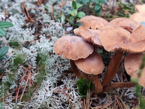 A colony of mushrooms has grown in the forest. In a pine forest, among moss, heather and fallen branches and needles, mushrooms with dark brown caps and brown thin legs grew in a bunch.