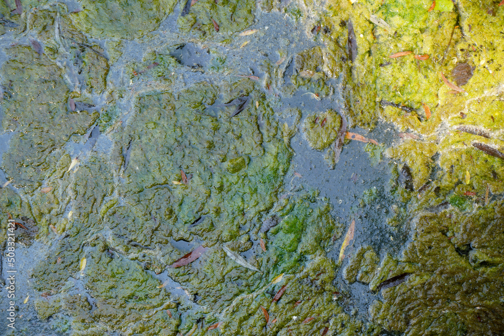 Aquatic plants photographed in a garden pond in spring in Germany