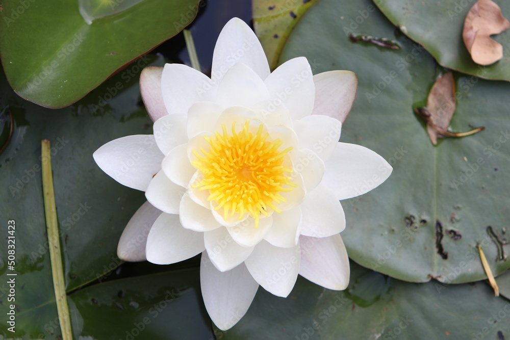 white water lily