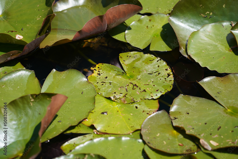 Aquatic plants photographed in a garden pond in spring in Germany Aquatic plants photographed in a garden pond in spring in Germany