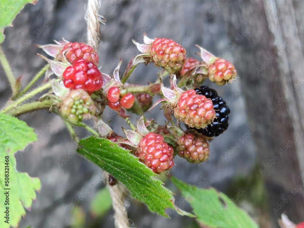 Fototapeta premium Large ripening blackberries. Several red-green blackberries grow on thin brown branches. One berry is ripe and blackened. Around the large textured green leaves of the plant.