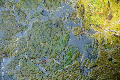 Aquatic plants photographed in a garden pond in spring in Germany