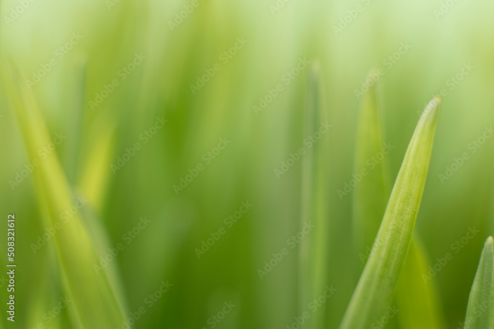 Fresh green grass background macro image. selective focus. Fresh green grass background macro image. selective focus.