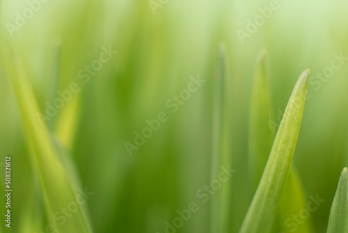 Fresh green grass background macro image. selective focus.