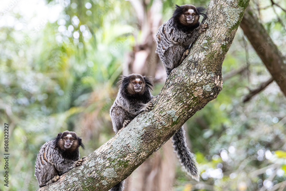 Fototapeta premium Monkeys on a tree. Several monkeys are watching from the tree. Little monkey marmoset. The smallest primates. humanoid apes. Funny, fluffy, cute monkeys.