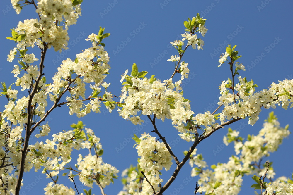 spring flowering of the pear tree, apple tree. a branch with flowers in close up on a blue sky background